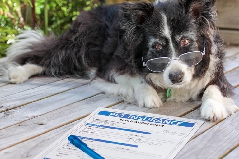 old dog with glasses looking at insurance policy