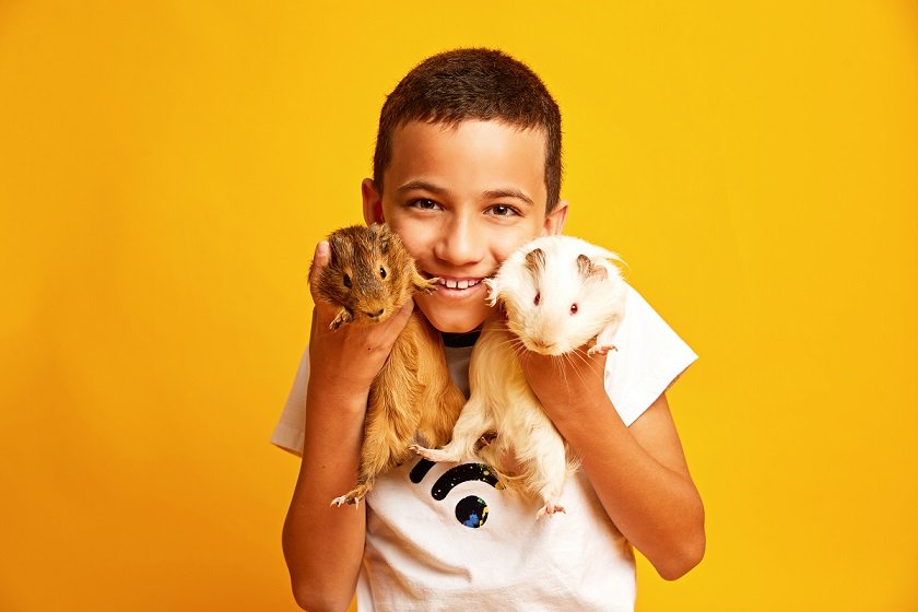 Optimistic boy smiling and looking at camera while carrying adorable guinea pigs against yellow background