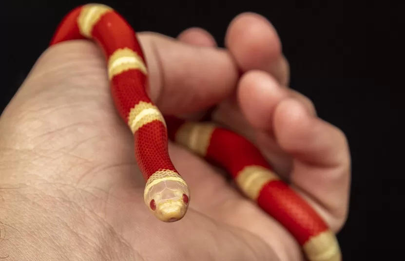 milk snake as pet