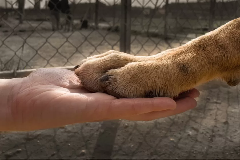 paw in human hand