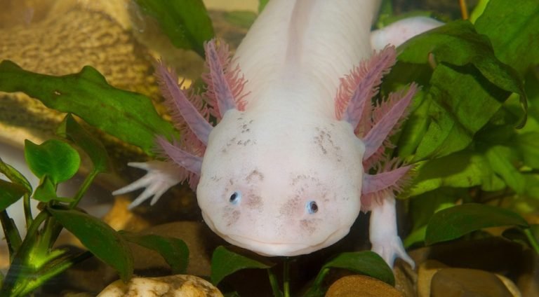 Axolotl