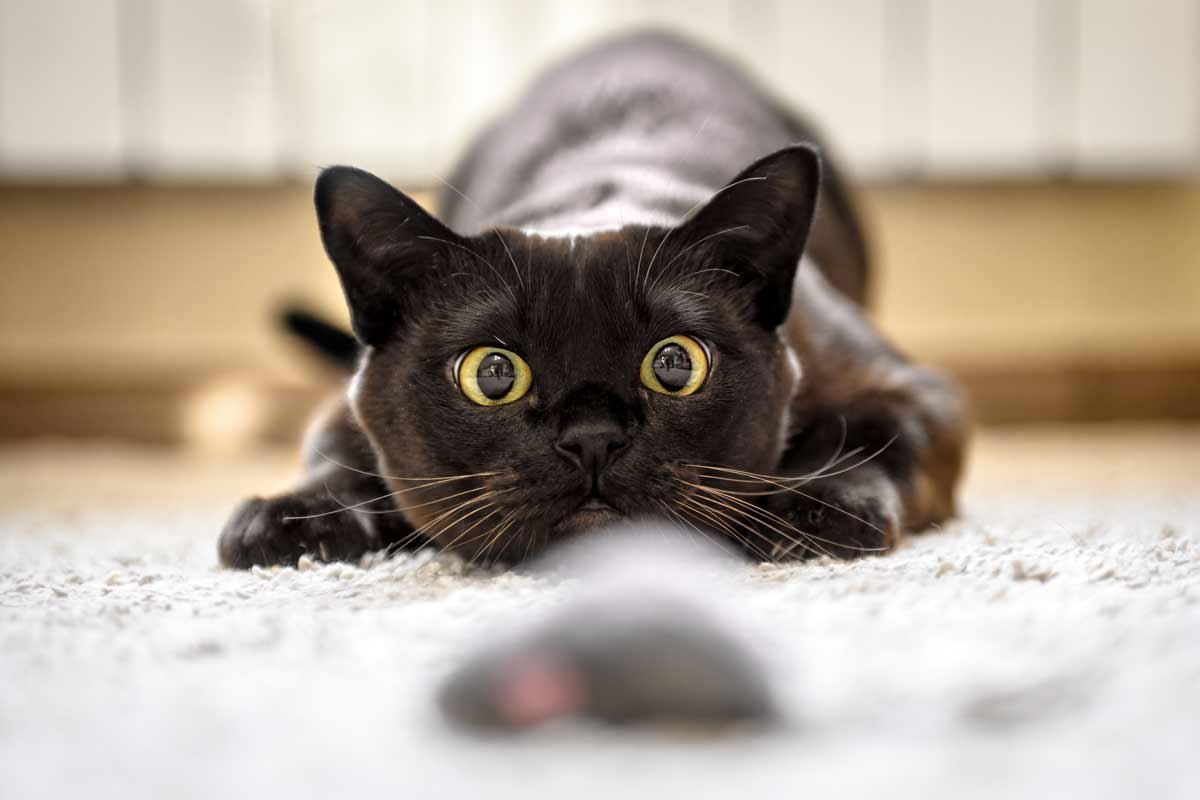 cat about to pounce on a toy