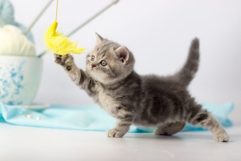 kitty playing with a toy