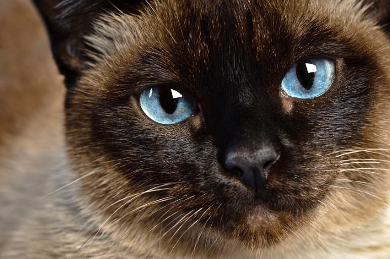 face of a siamese cat