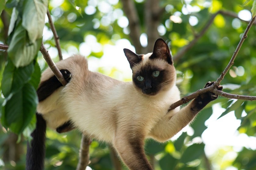 siamese cat in a tree