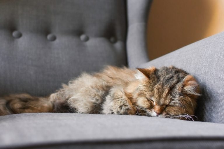 old cat laying on chair