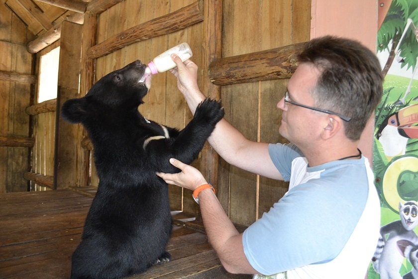 man feeding a pet bear