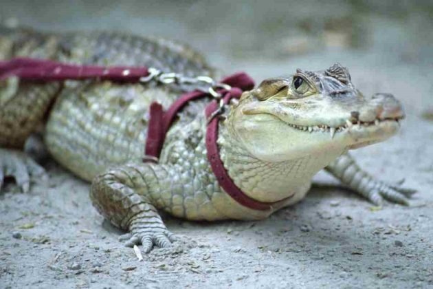 Do You Want A Pet Alligator Here Is Everything You Need To Know Untitled Design 2 1 630x420 