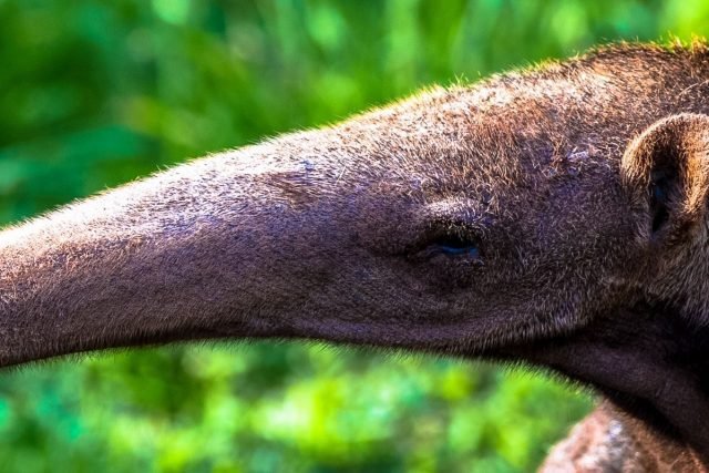 close up of anteater