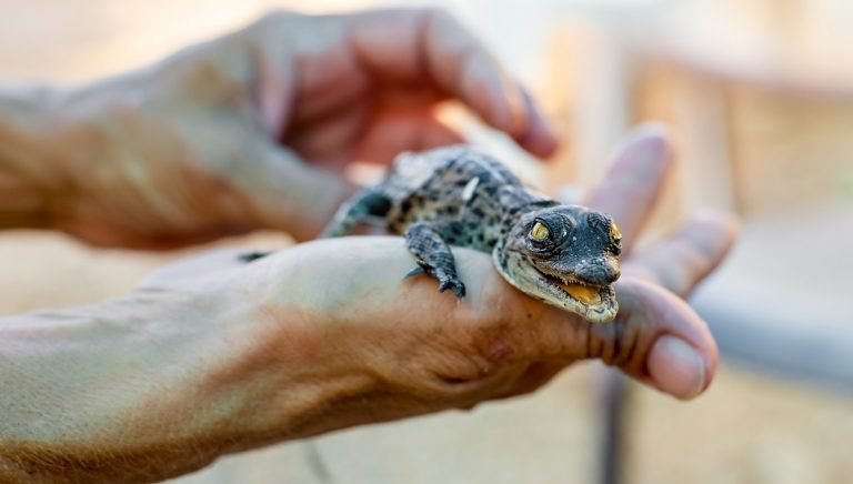 baby pet alligator