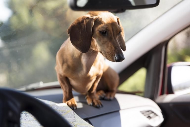 dashboard daschhund