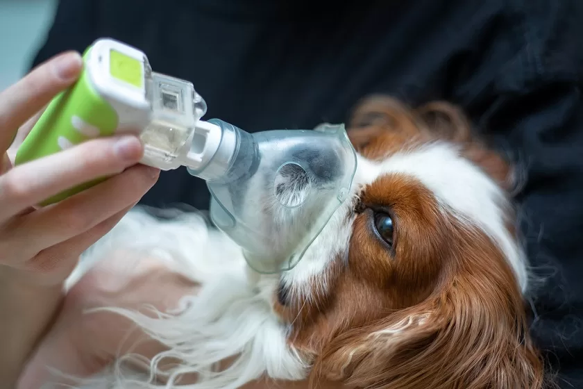 dog using a nebulizer machine