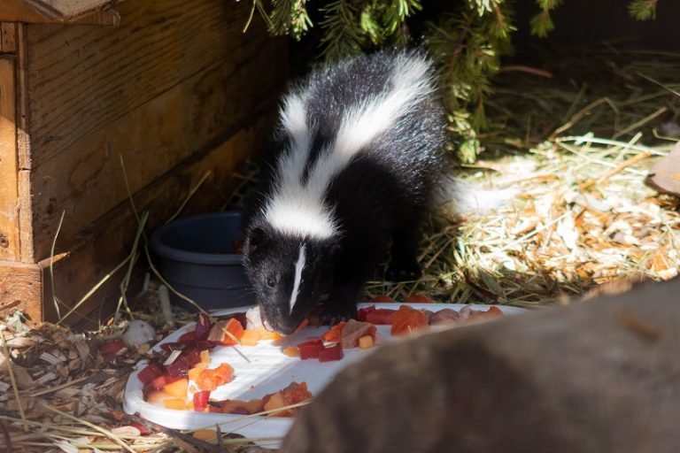 et skunk eating