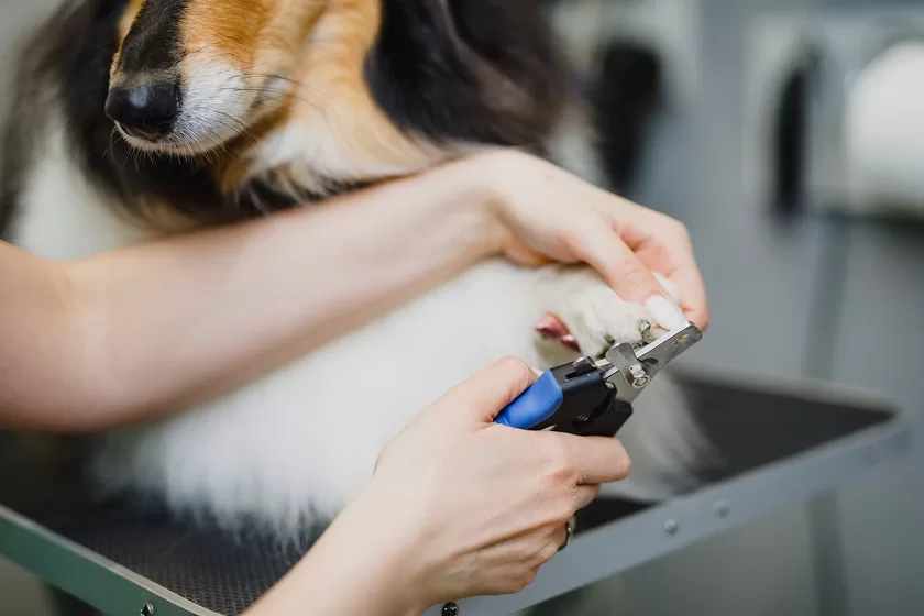 collie getting her nails clipped