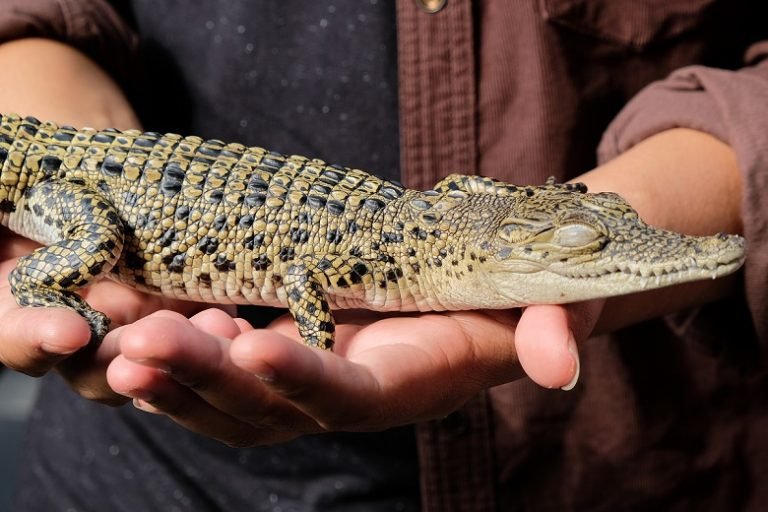 Do You Want a Pet Alligator? Here is Everything You Need To Know