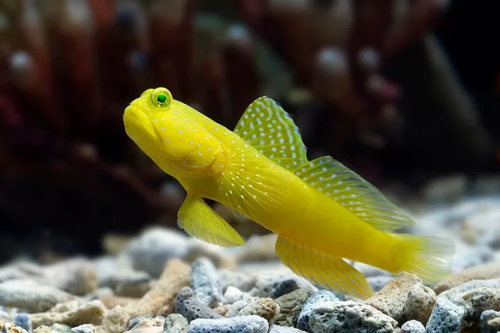 yellow atchmen goby fisg