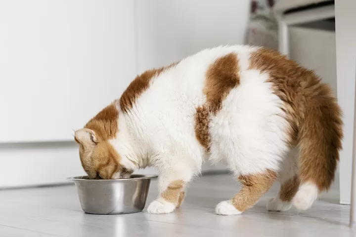 cat eating from a bowl