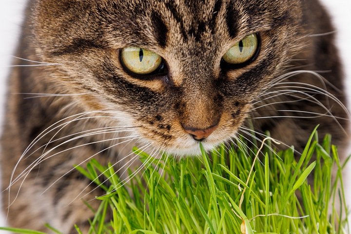 gray domestic tabby cat eating fresh green grass
