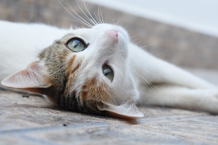A white and gray cute European cat on a gray cement 