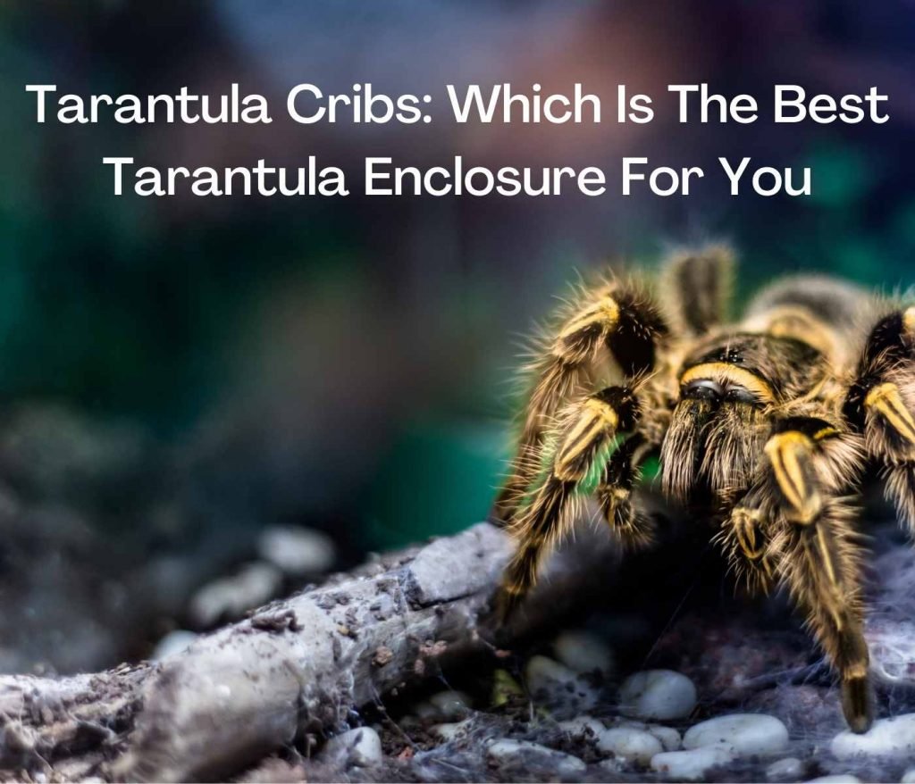 Tarantula Cribs: Which Tarantula Enclosure Is Best For You?