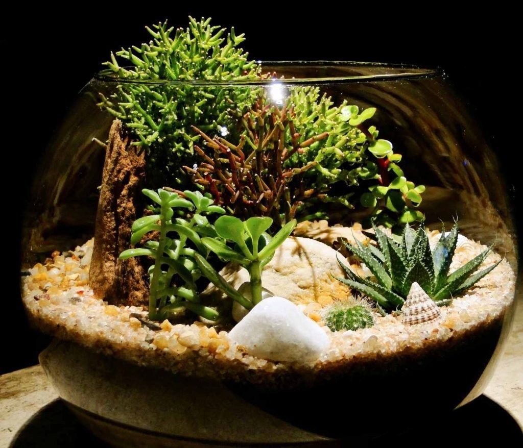 Tarantula Cribs Which Tarantula Enclosure is Best For You?