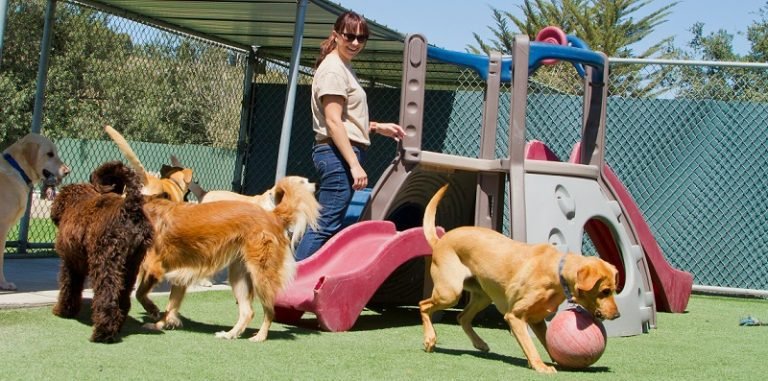 doggy day care