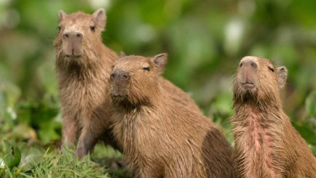 Group of capybaras