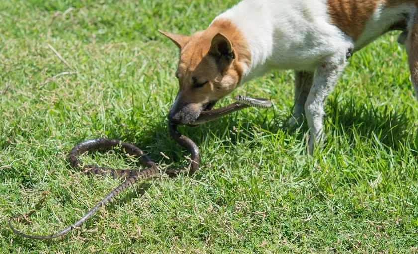 dog attacks snake