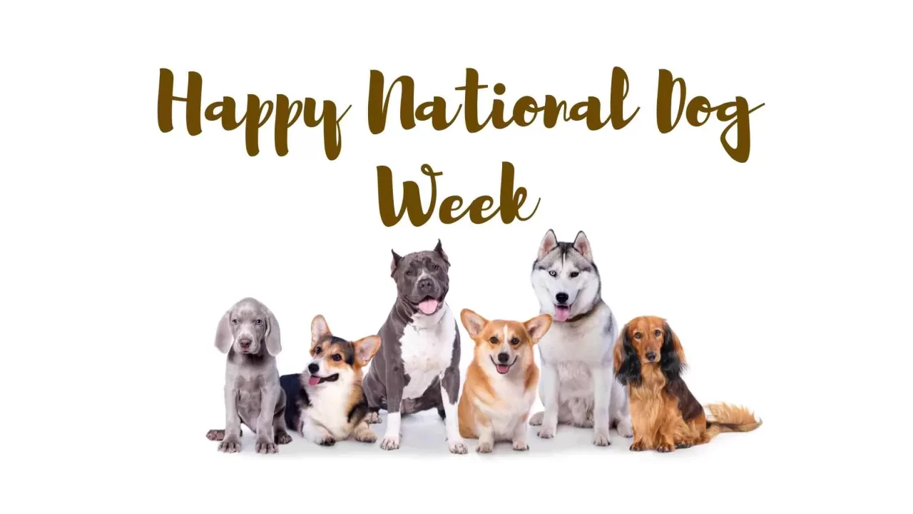 For Those Precious Canine Connections Ideas To Celebrate The National