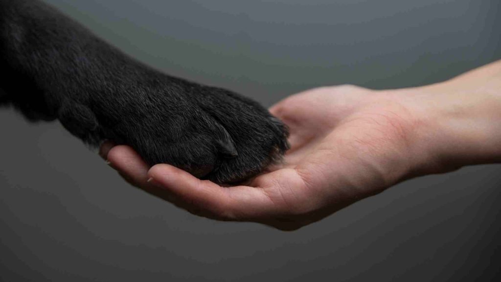 hand and paw