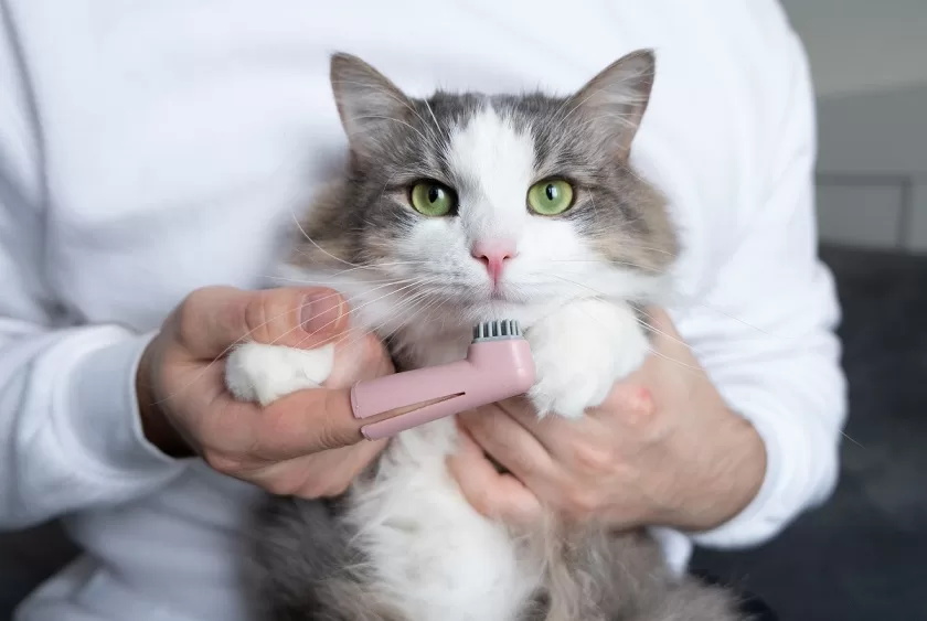 cat dental health