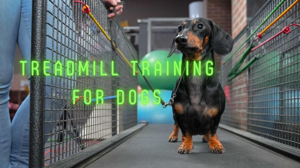 dog training on treadmill