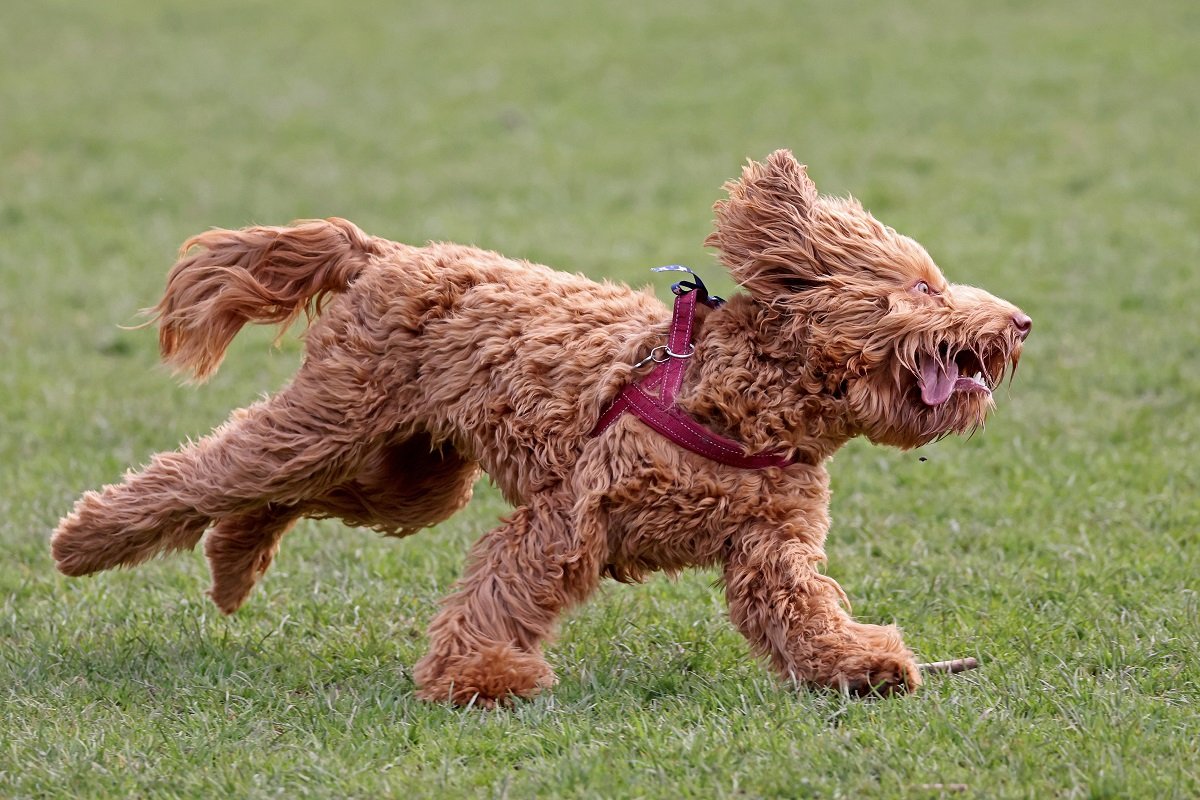 doodle dog