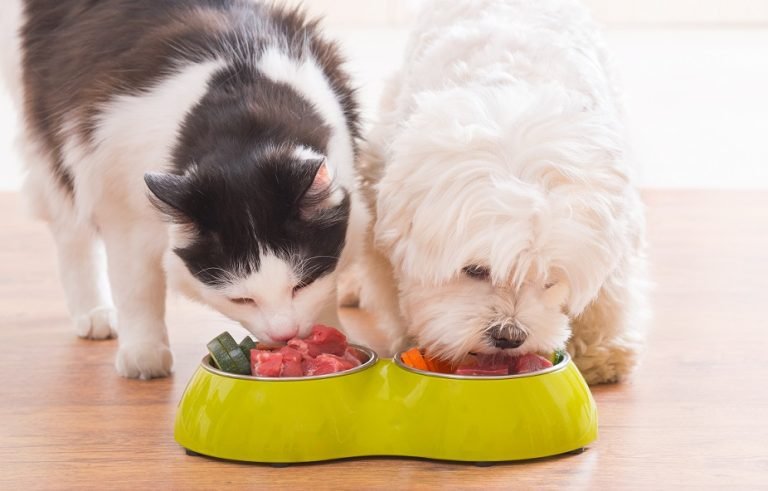 pet nutrition