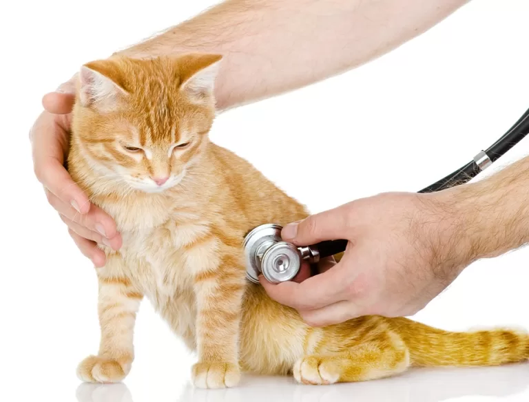 7 FAQs For First-Time Kitten Owners