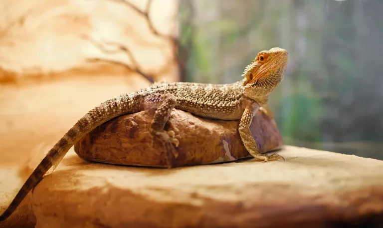 bearded dragon in his enclosure