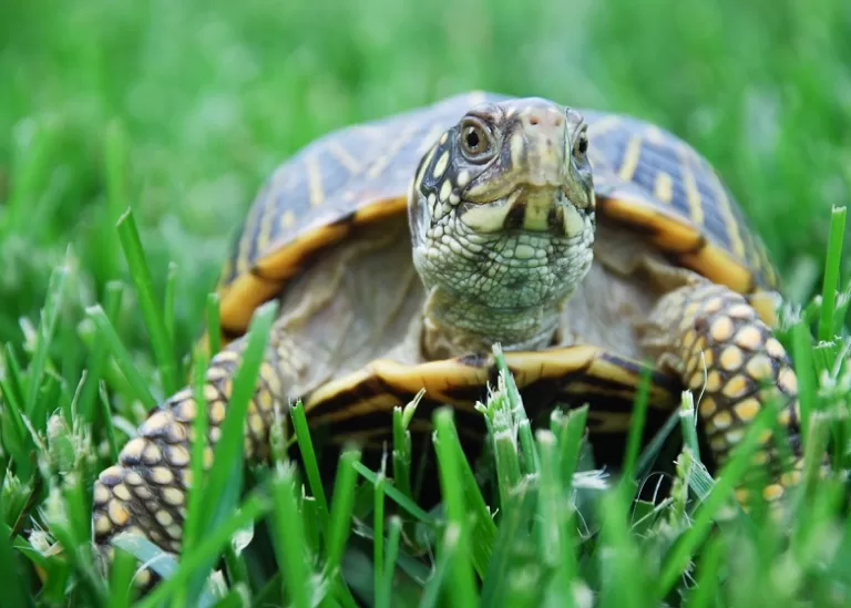 pet turtle