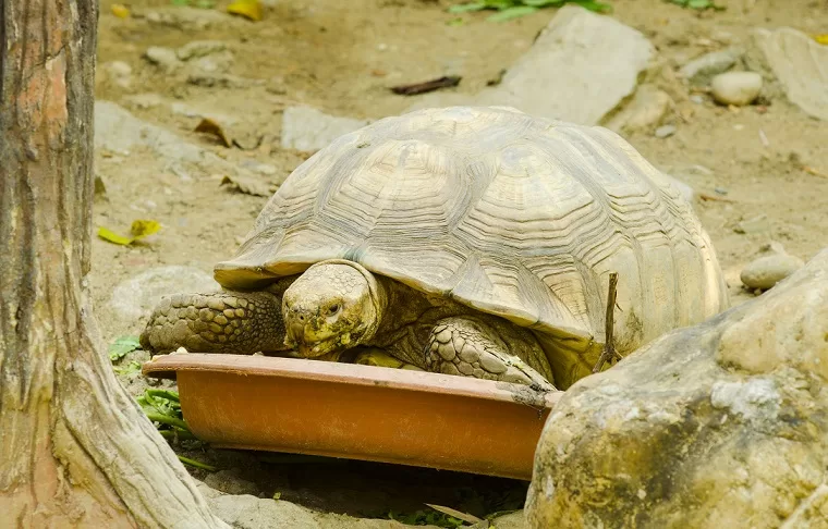 Pet Turtles for Kids: Should You Get One? - PetHelpful