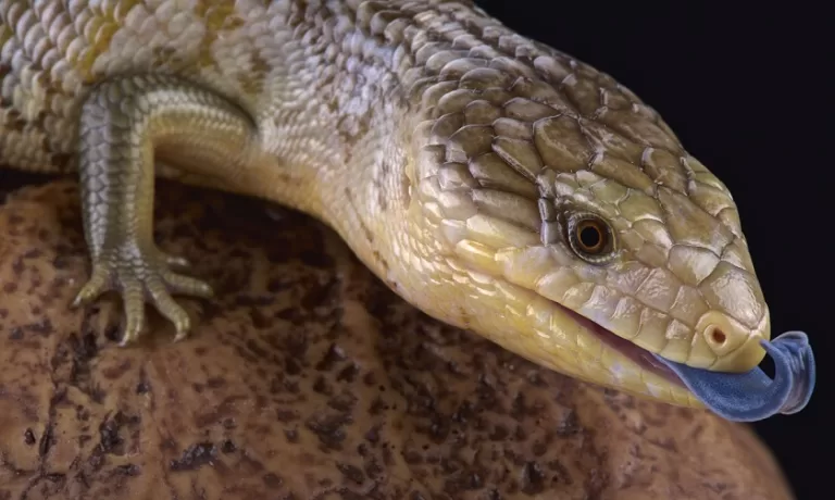 what is a skink