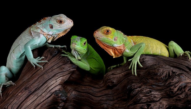 Ultimate Guide To Caring For Your Pet Iguana