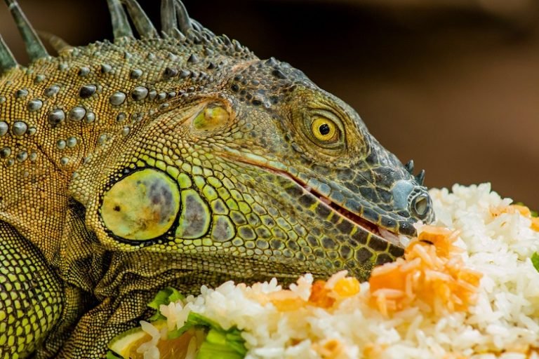 Visual Reference: Ultimate Guide To Caring For Your Pet Iguana