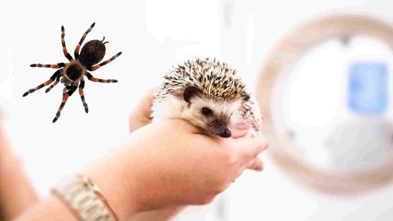 hedgehog/tarantulla