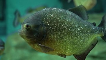 piranhas as pets