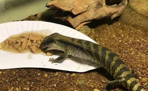 What Does a Skink Lizard Eat? A Comprehensive Guide