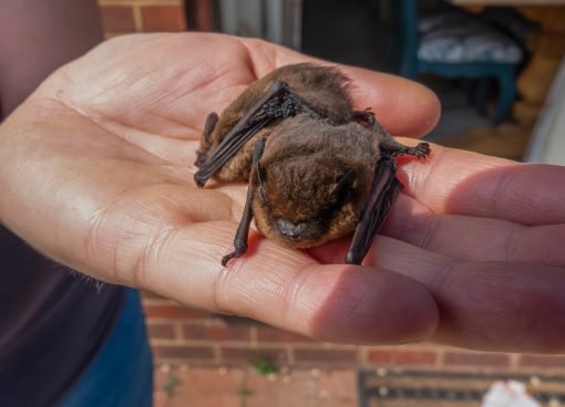 Can You Have Bats as Pets? The Pros and Cons of Owning One