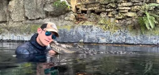 Do You Want A Pet Alligator Here Is Everything You Need To Know Chris The Gator Guy 510x240 