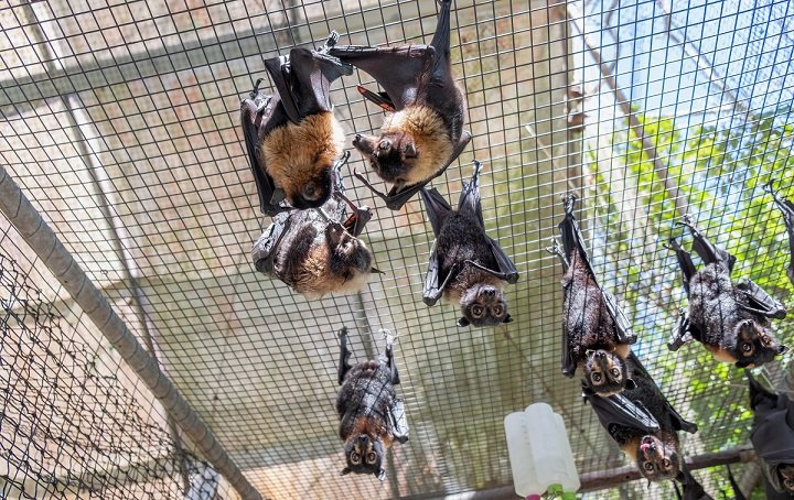 many pet bats