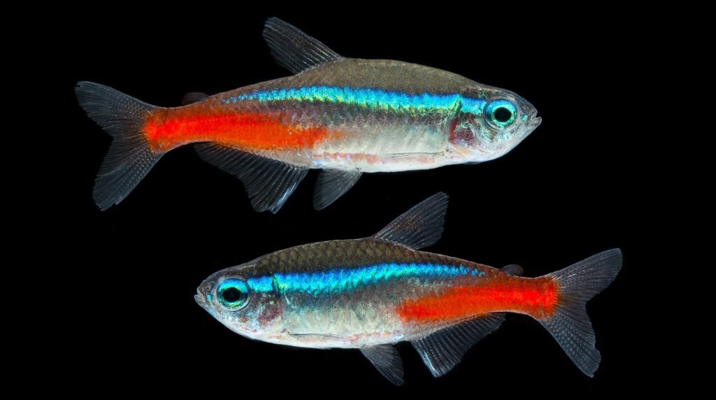 neon ttetra