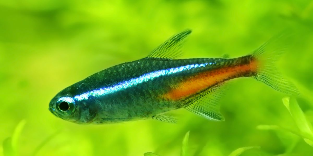 Temperate Neon Fish The Complete Guide to Raising Healthy Neon Tetra Fry