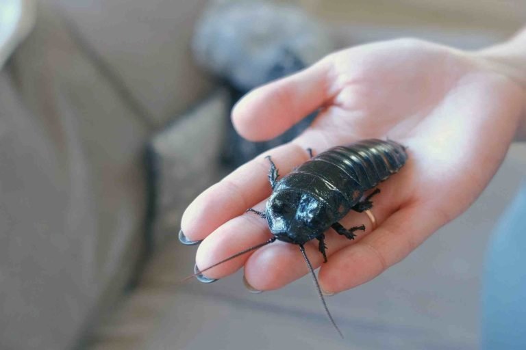 cockroach